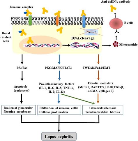 creative diagnostics anti dsdna kit